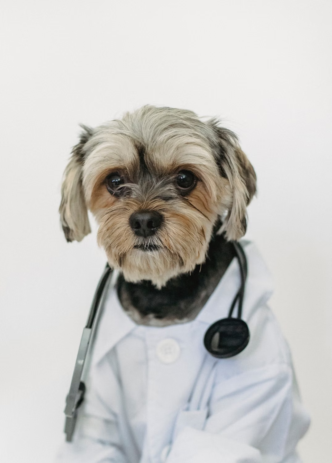 Gos amb bata de veterinari i estetoscopi, imatge de Montseny Veterinaris