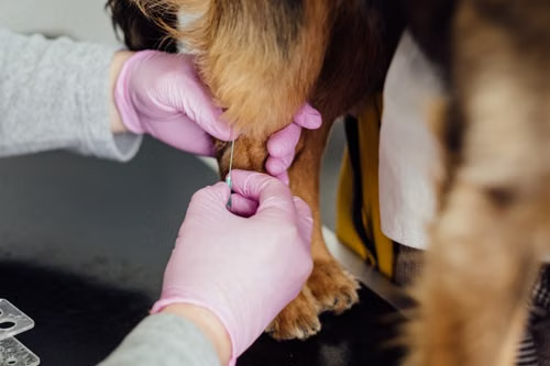 Veterinària atenent un gos, il·lustrant l'equip de Cristina Puig